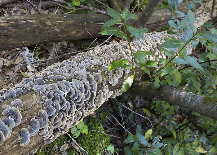 Casa Do Ze Sapateiro